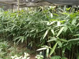 Bibit bambu hijau atau bambu tali