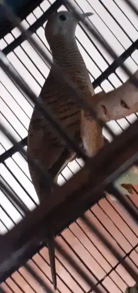 Burung Perkutut bangkok pejantan habis dibuat indukkan