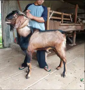 Menjual Kambing dan Domba