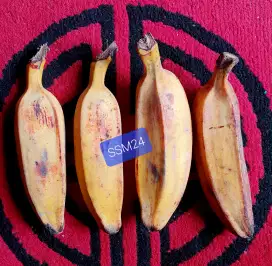 Pisang Kepok Untuk Makanan Burung Bisa Kirim Keseluruh Indonesia