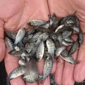 Bibit ikan nila merah 1.5 inci