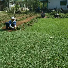 Jual pohon rumput swiss/gajah mini