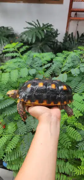 Redfoot 23cm bukan sulcata pardalis cherry head