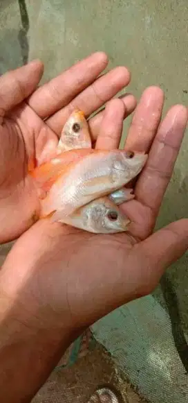 Jual Bibit Ikan Nila Merah Ciomas Bogor