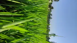 Dijual Sawah / Lahan di Cisaat, Sukabumi, dekat Rel Kereta Cisaat.