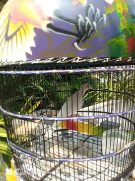 Perkutut albino mm