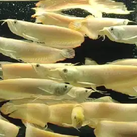 Arwana Silver Albino Mata merah ukuran 20cm